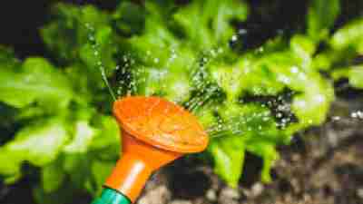 someone water plants to grow is an analogy for outgrowing ADHD